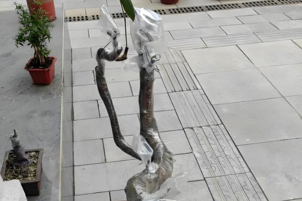 杜鹃花怎么繁殖，有扦插、高压等方式