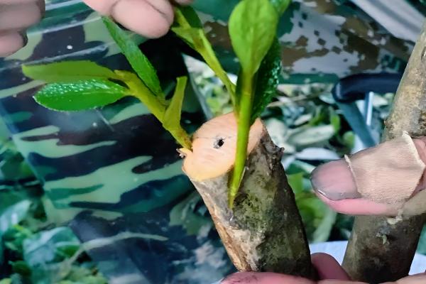 杜鹃花怎么繁殖，有扦插、高压等方式