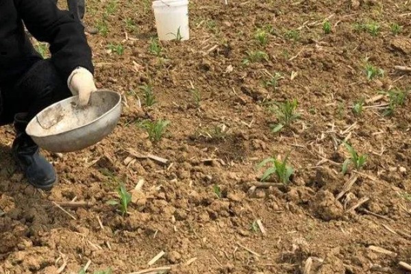 碳酸氢铵的简介,属于无硫酸根氮肥