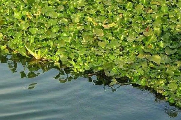清除水葫芦的方法,可采取人工打捞、器械打捞等方式