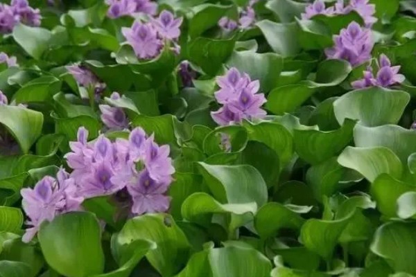 清除水葫芦的方法,可采取人工打捞、器械打捞等方式