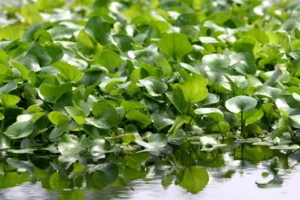 清除水葫芦的方法,可采取人工打捞、器械打捞等方式