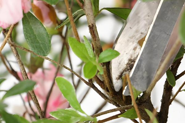 杜鹃花怎么繁殖，有扦插、高压等方式