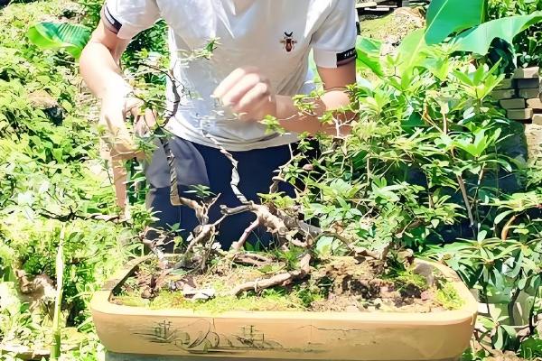 杜鹃花怎么繁殖，有扦插、高压等方式