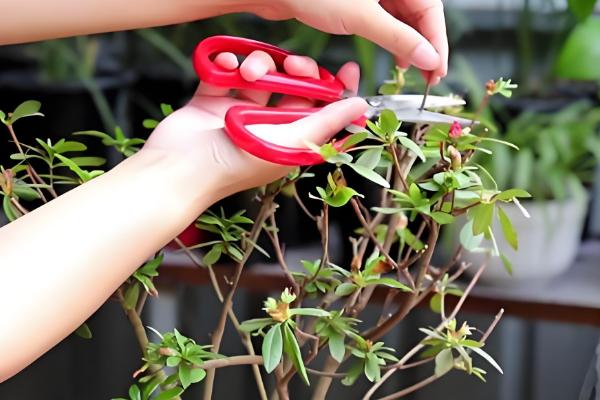 杜鹃花怎么繁殖，有扦插、高压等方式