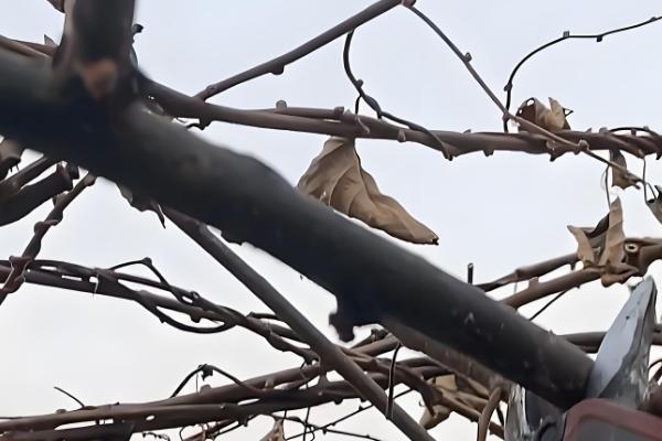 猕猴桃的修剪时间,叶片自然掉落后可以冬剪