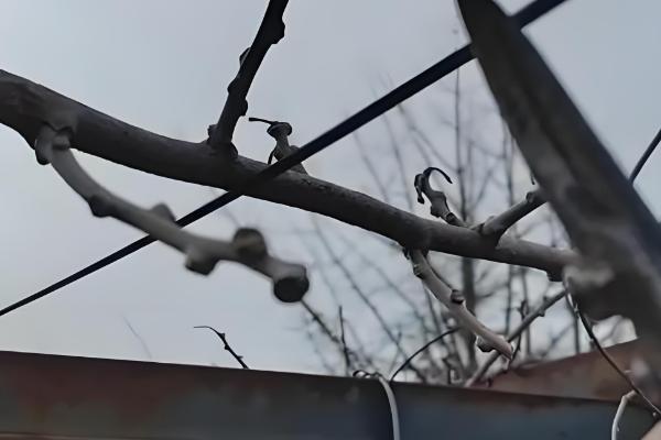 猕猴桃的修剪时间,叶片自然掉落后可以冬剪