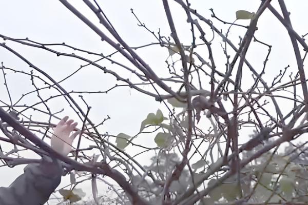 猕猴桃的修剪时间,叶片自然掉落后可以冬剪