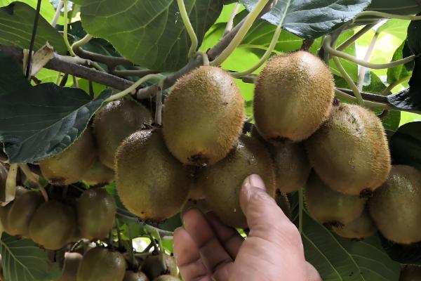 猕猴桃的修剪时间,叶片自然掉落后可以冬剪