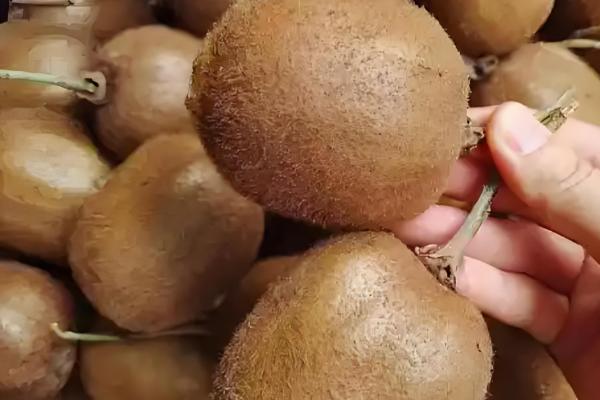 猕猴桃的修剪时间,叶片自然掉落后可以冬剪