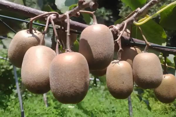 猕猴桃的修剪时间,叶片自然掉落后可以冬剪