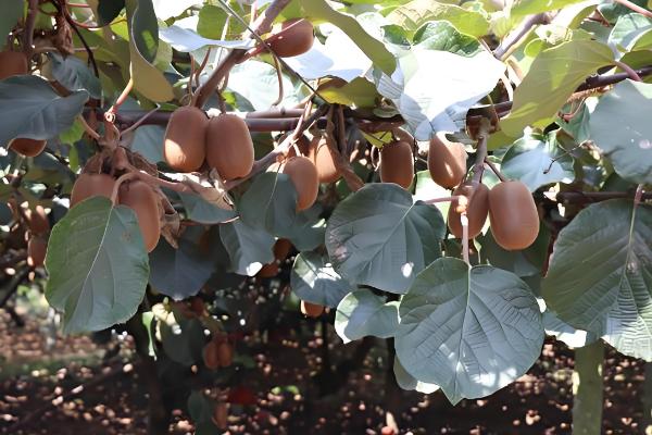 猕猴桃的修剪时间,叶片自然掉落后可以冬剪