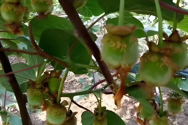 猕猴桃的修剪时间,叶片自然掉落后可以冬剪