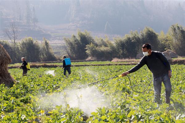 植物生长调节剂有何作用，能起到促进种子发芽、培育壮苗、控制徒长等效果