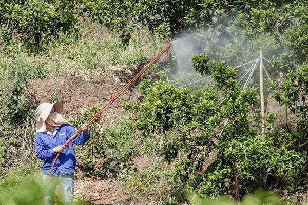 植物生长调节剂有何作用，能起到促进种子发芽、培育壮苗、控制徒长等效果