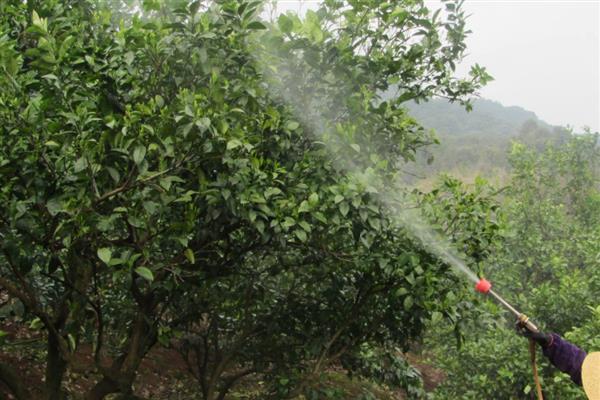 植物生长调节剂有何作用，能起到促进种子发芽、培育壮苗、控制徒长等效果