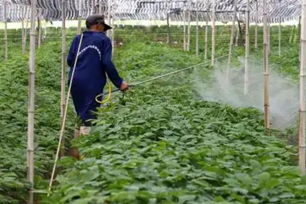 植物生长调节剂有何作用，能起到促进种子发芽、培育壮苗、控制徒长等效果
