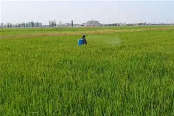植物生长调节剂有何作用，能起到促进种子发芽、培育壮苗、控制徒长等效果