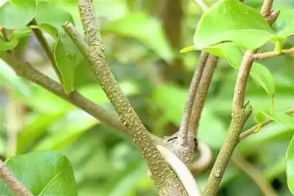 植物生长调节剂有何作用，能起到促进种子发芽、培育壮苗、控制徒长等效果