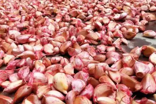 植物生长调节剂有何作用，能起到促进种子发芽、培育壮苗、控制徒长等效果