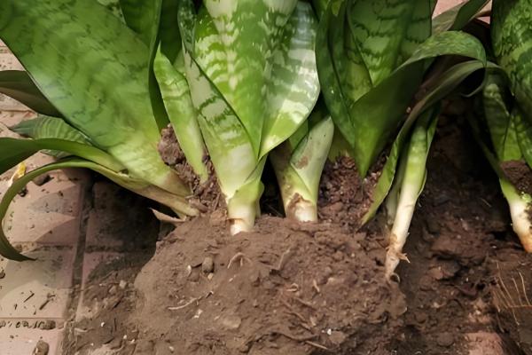 虎皮兰如何分株移栽，分株之前进行一段时间的控水