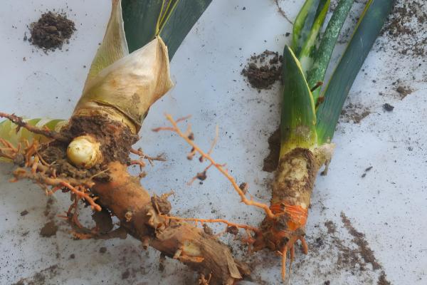 虎皮兰如何分株移栽，分株之前进行一段时间的控水