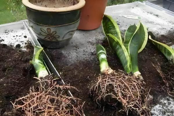 虎皮兰如何分株移栽，分株之前进行一段时间的控水