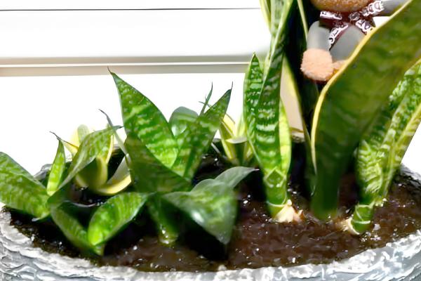 虎皮兰如何分株移栽，分株之前进行一段时间的控水