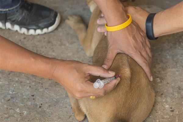 钩虫病的症状,表现为高度贫血、消瘦等