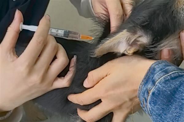 钩虫病的症状,表现为高度贫血、消瘦等