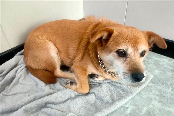 钩虫病的症状,表现为高度贫血、消瘦等