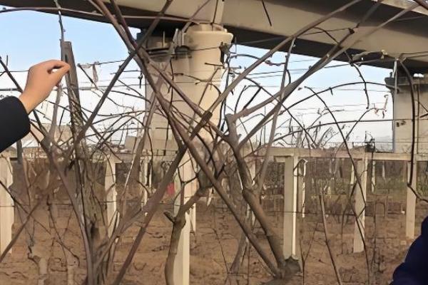 猕猴桃的修剪时间,叶片自然掉落后可以冬剪