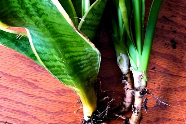 虎皮兰如何分株移栽，分株之前进行一段时间的控水