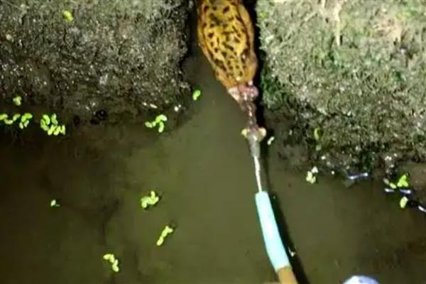 钓黄鳝的绝招,饵料有蚯蚓、蚌肉、螺肉等