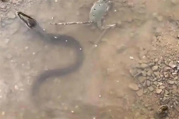 钓黄鳝的绝招,饵料有蚯蚓、蚌肉、螺肉等