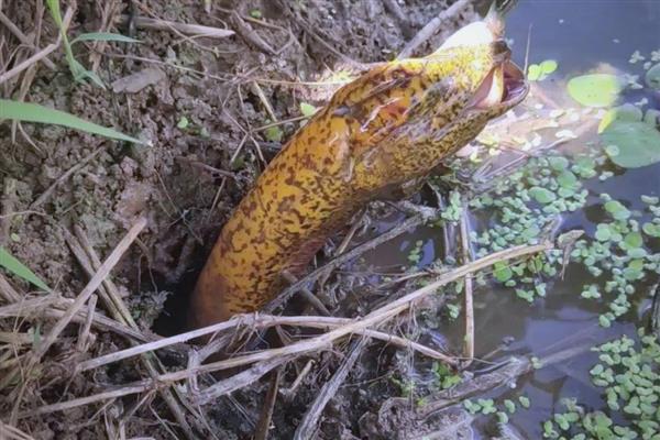 钓黄鳝的绝招,饵料有蚯蚓、蚌肉、螺肉等