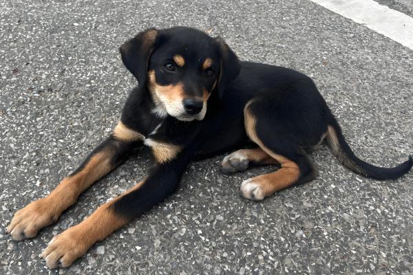 狗狗不吃东西但其他都正常的原因，可能是挑食所致