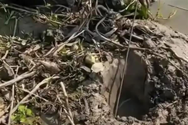 钓黄鳝的绝招,饵料有蚯蚓、蚌肉、螺肉等