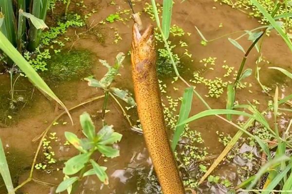 钓黄鳝的绝招,饵料有蚯蚓、蚌肉、螺肉等