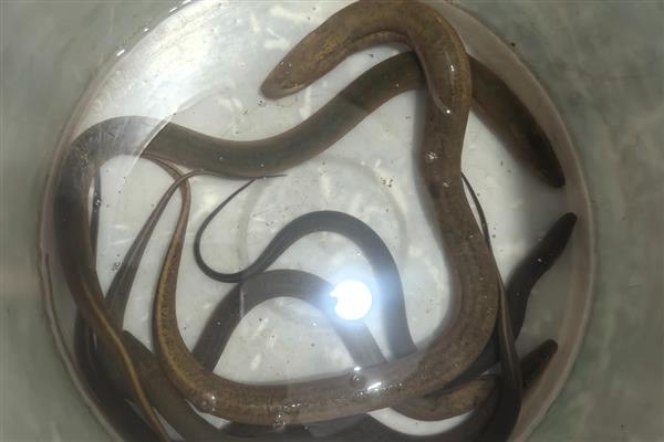 钓黄鳝的绝招,饵料有蚯蚓、蚌肉、螺肉等