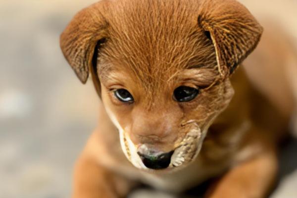 狗狗不吃东西但其他都正常的原因，可能是挑食所致