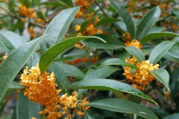 桂花树能不能种在大门左右，种植两侧不可太靠近门口