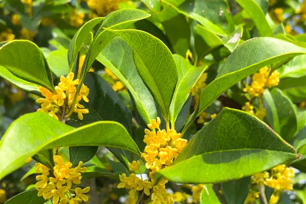 桂花树能不能种在大门左右，种植两侧不可太靠近门口