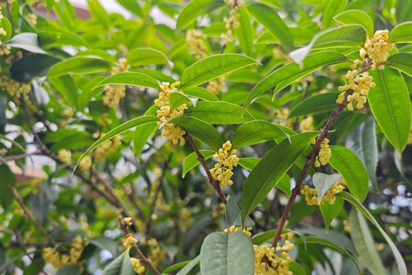 桂花树能不能种在大门左右，种植两侧不可太靠近门口