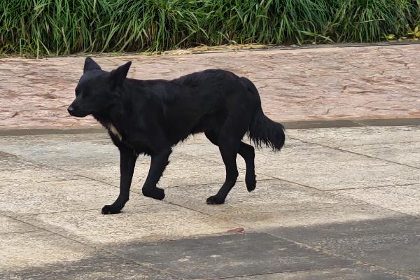狗狗不吃东西但其他都正常的原因，可能是挑食所致