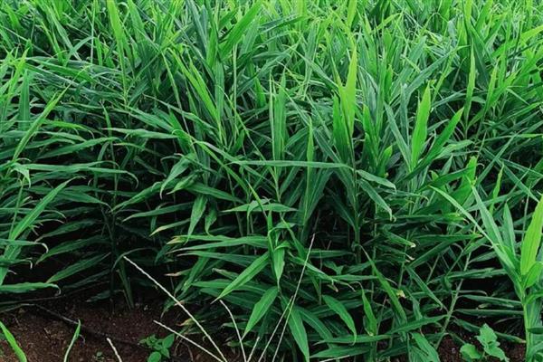 生姜的种植技术，选择无病虫的健康姜块作种