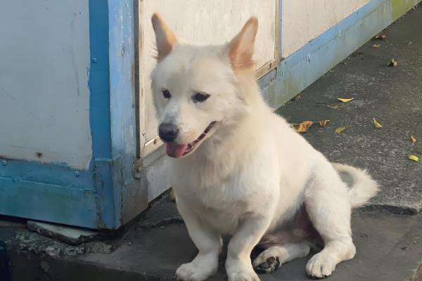 狗狗不吃东西但其他都正常的原因，可能是挑食所致