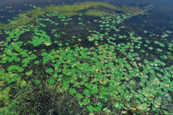毛蟹吃哪些东西能养活，吃水草、螺丝、鱼虾等