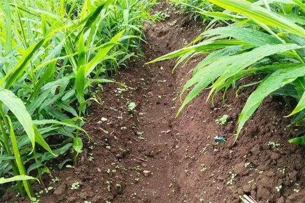 生姜的种植技术，选择无病虫的健康姜块作种