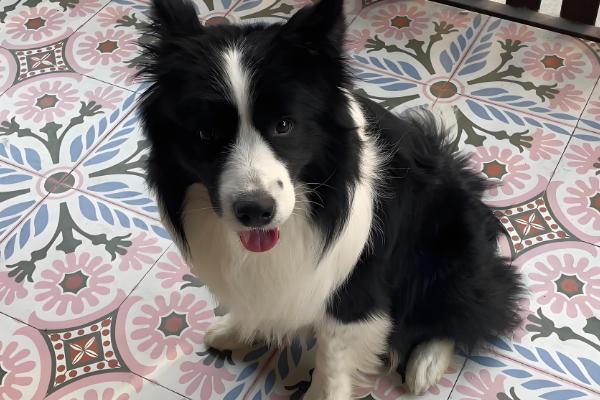 狗狗不吃东西但其他都正常的原因，可能是挑食所致